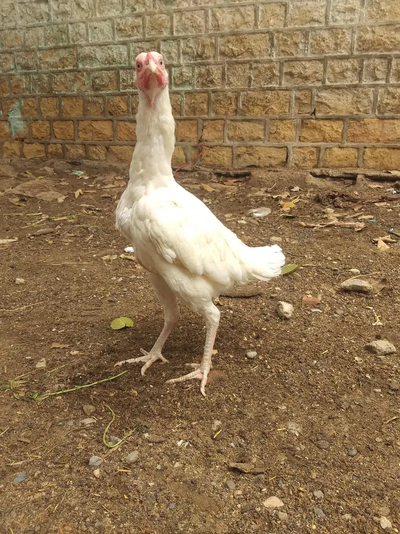 aseel heera murgi — photo 2