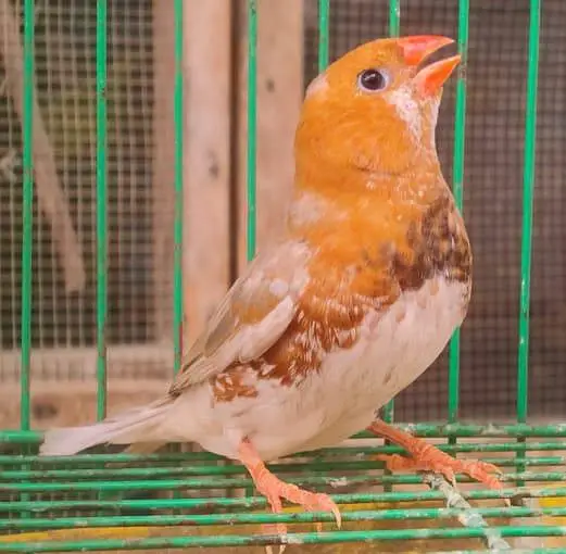 orange Finches 