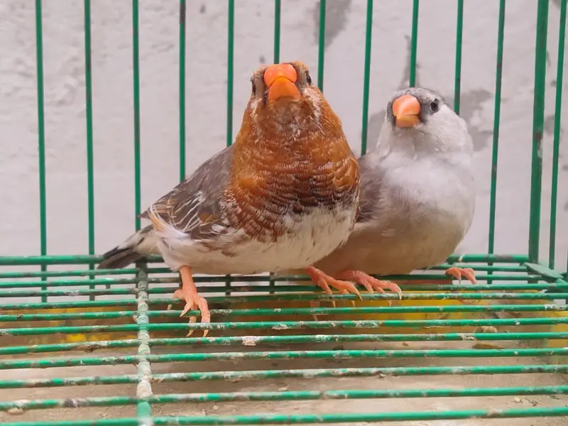 orange Finches  — photo 2