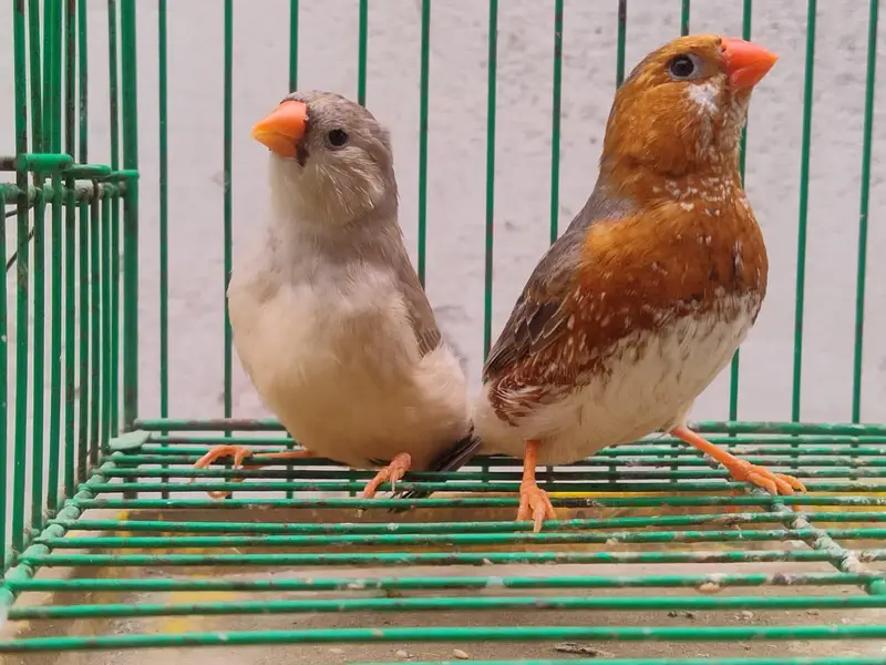 orange Finches  — photo 3