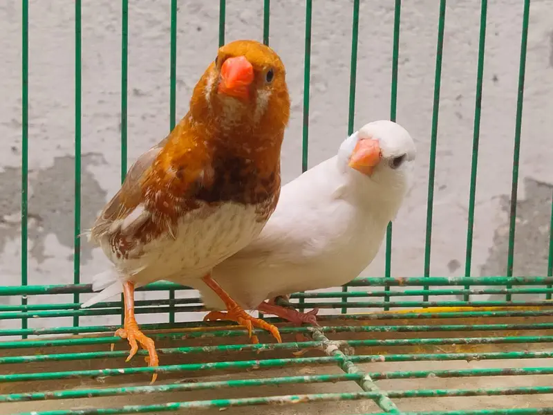 orange Finches  — photo 4