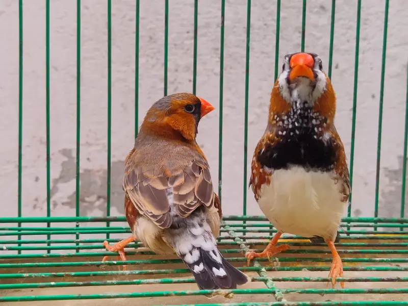 orange Finches  — photo 5
