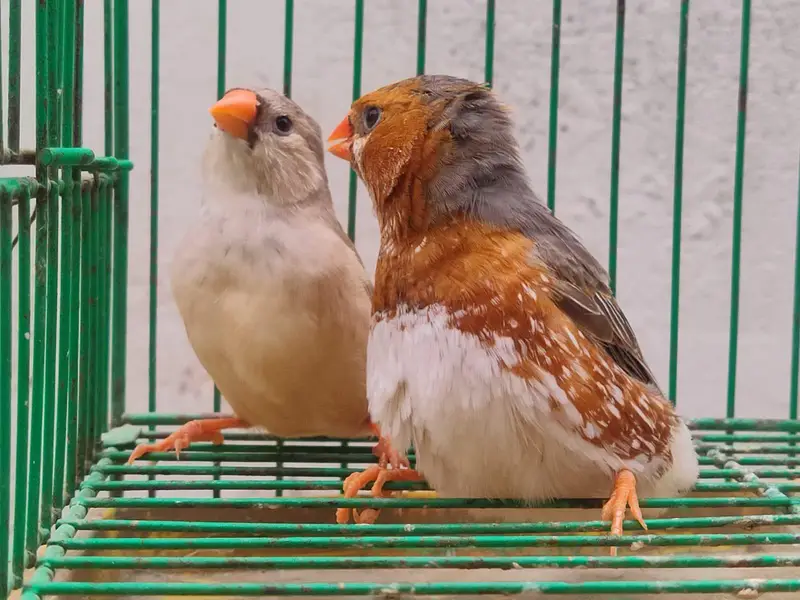orange Finches  — photo 6