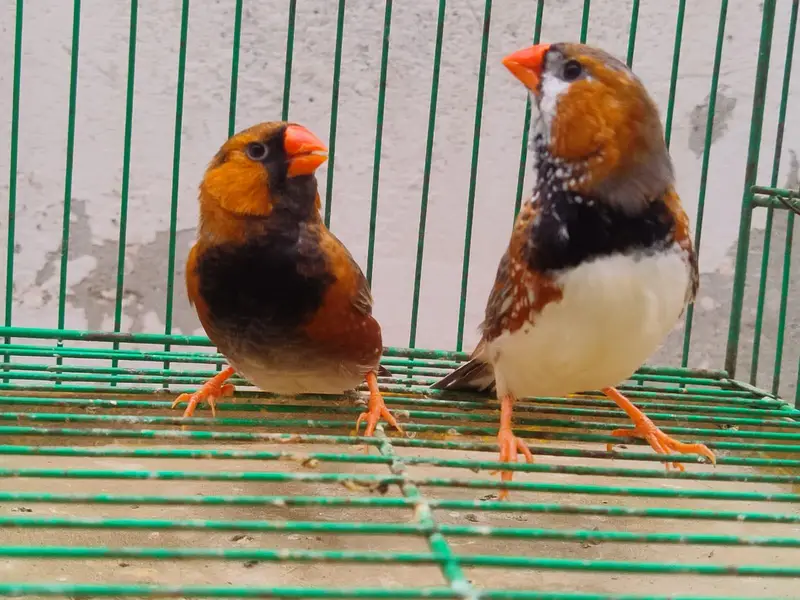 orange Finches  — photo 7