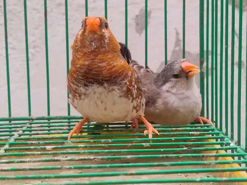 orange Finches  — photo 8