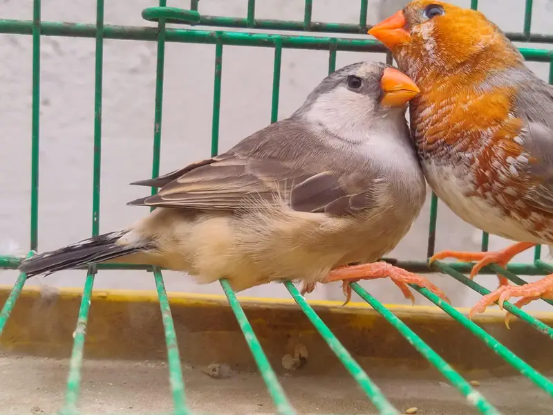 orange Finches  — photo 9