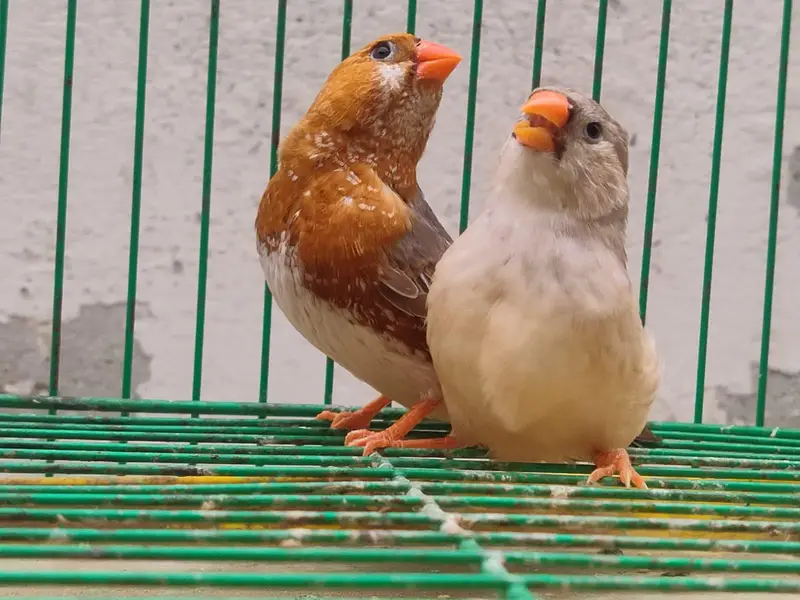 orange Finches  — photo 10