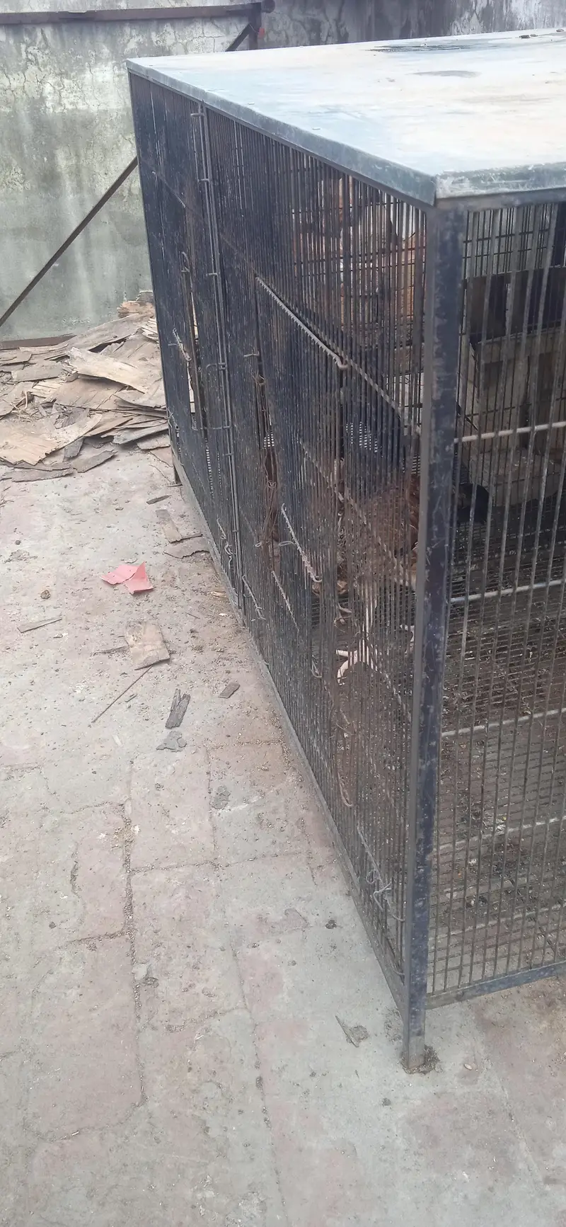 iron cage for sale 5 fit by 3 fit — photo 3