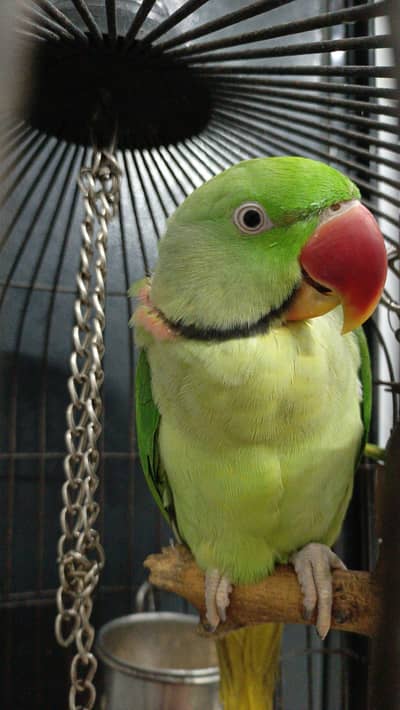 khasmiri Pahari tame parrot pair for urgent selling with cage And toys