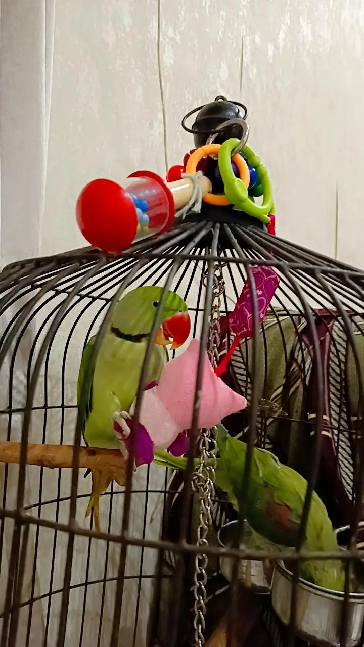 khasmiri Pahari tame parrot pair for urgent selling with cage And toys — photo 2