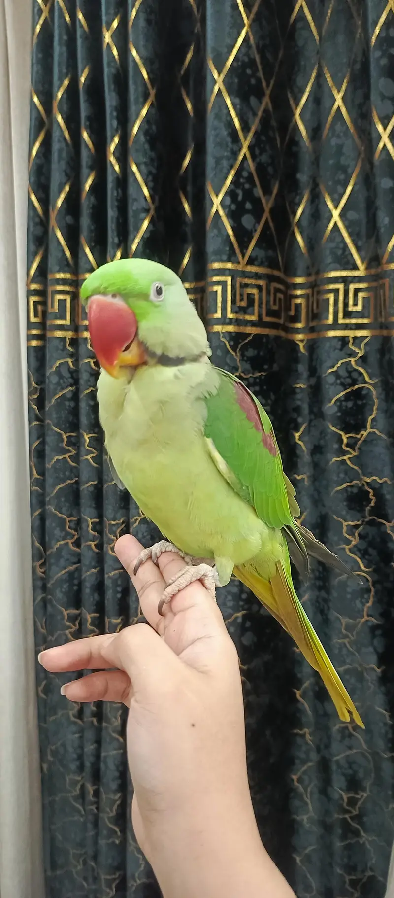 khasmiri Pahari tame parrot pair for urgent selling with cage And toys — photo 3