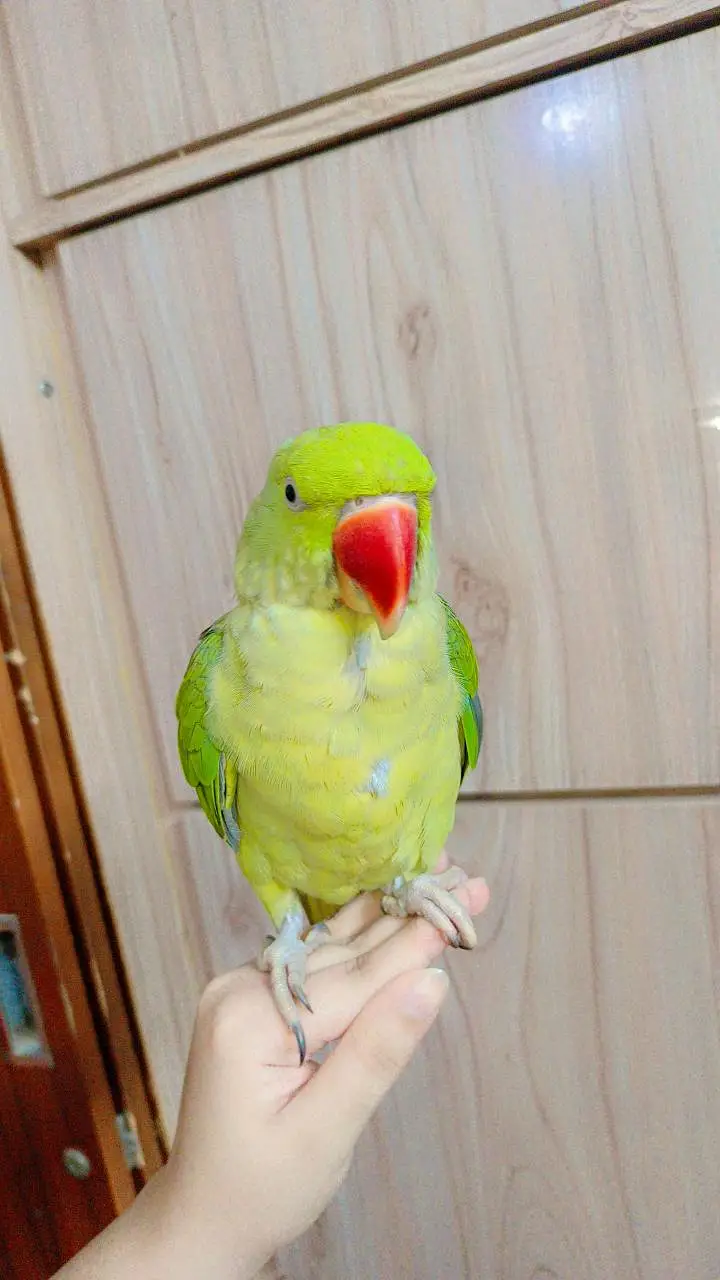 khasmiri Pahari tame parrot pair for urgent selling with cage And toys — photo 4