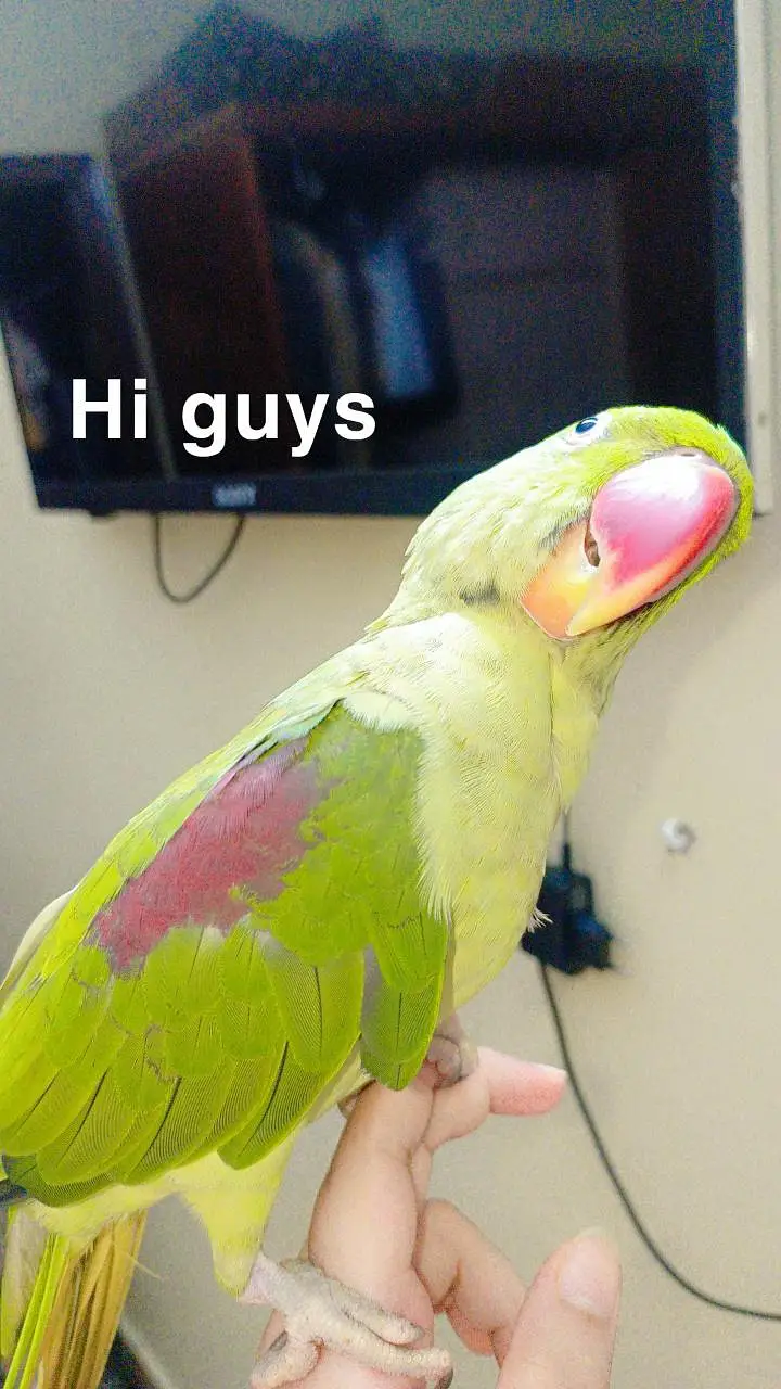 khasmiri Pahari tame parrot pair for urgent selling with cage And toys — photo 5