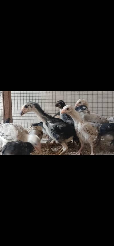 thai pkoy chicks