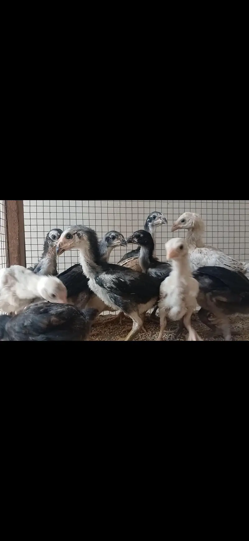 thai pkoy chicks — photo 2