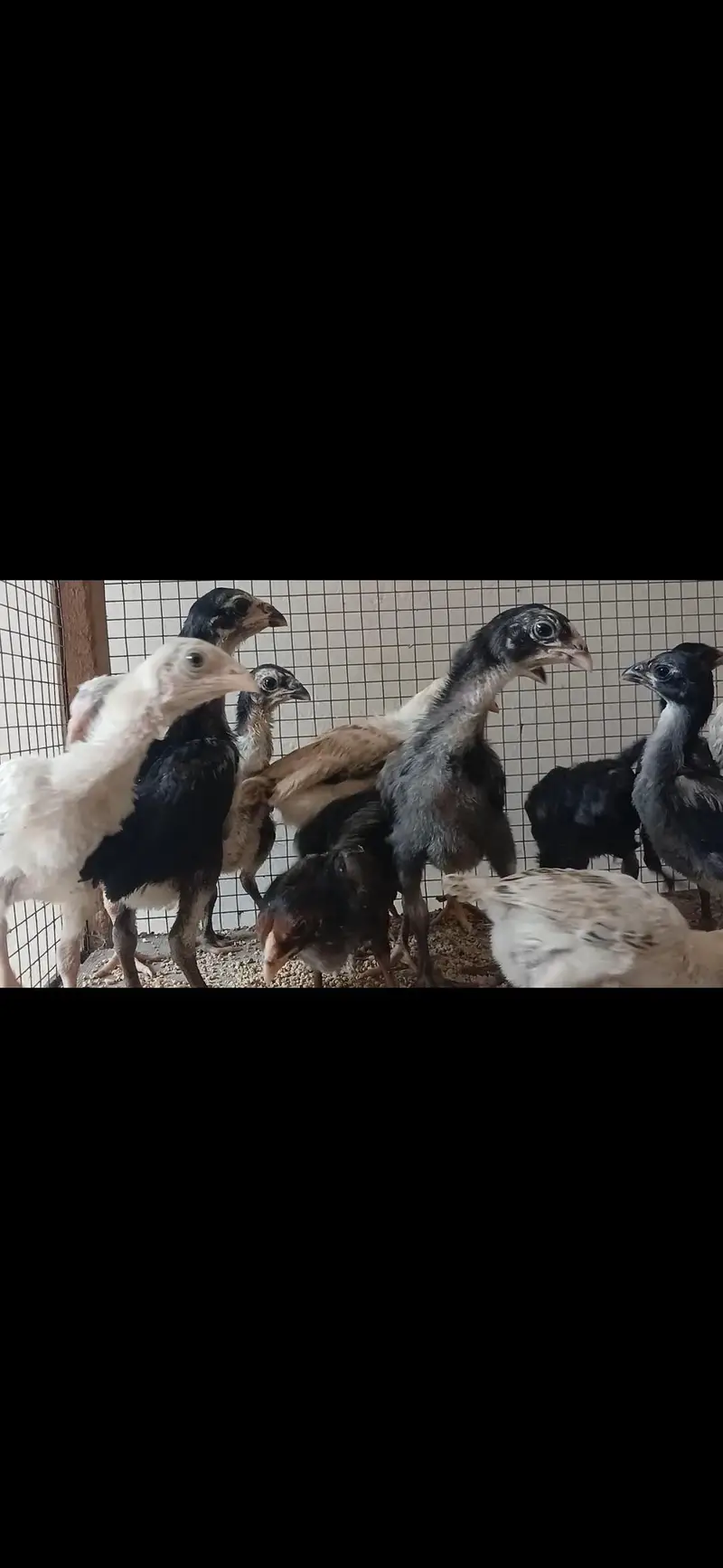 thai pkoy chicks — photo 3