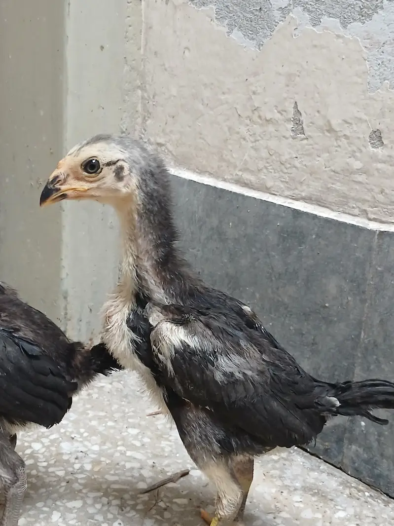 thai pkoy chicks — photo 4
