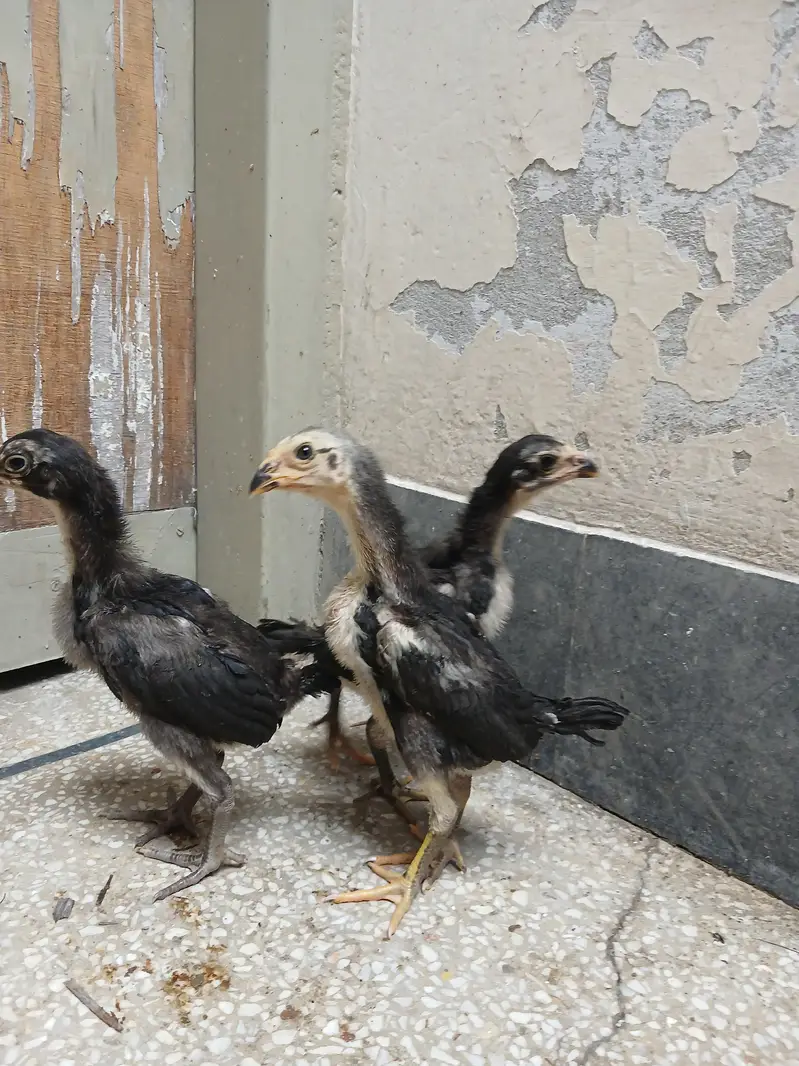 thai pkoy chicks — photo 5