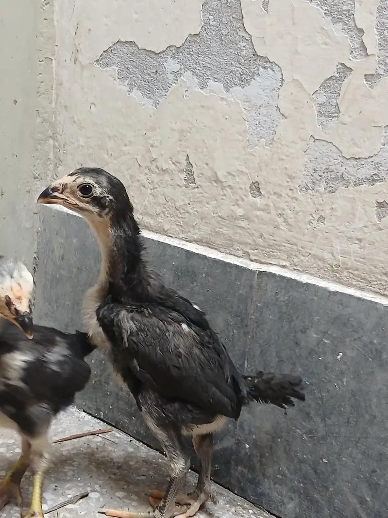 thai pkoy chicks — photo 6