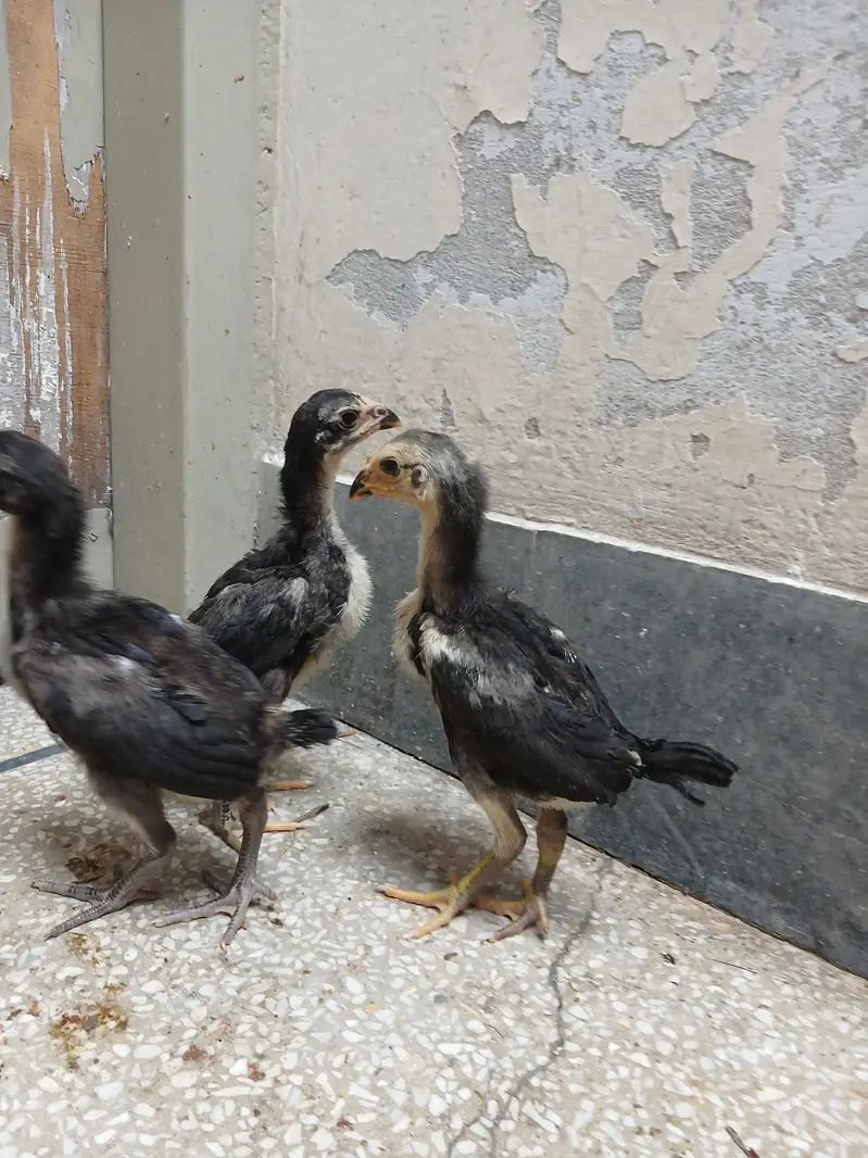 thai pkoy chicks — photo 7