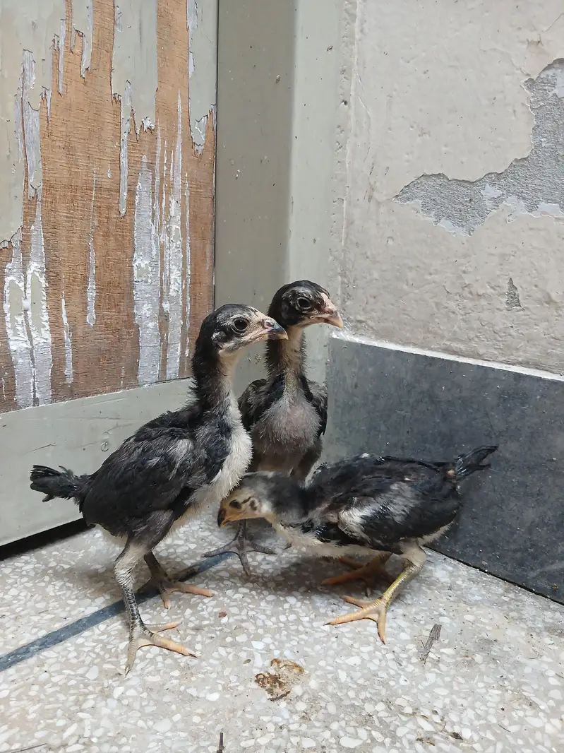 thai pkoy chicks — photo 8