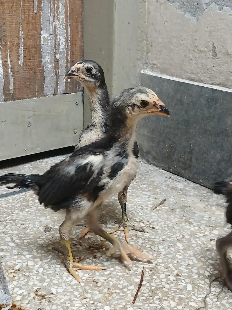 thai pkoy chicks — photo 9
