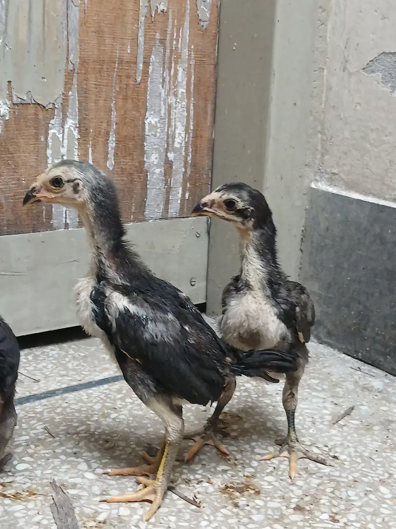 thai pkoy chicks — photo 10