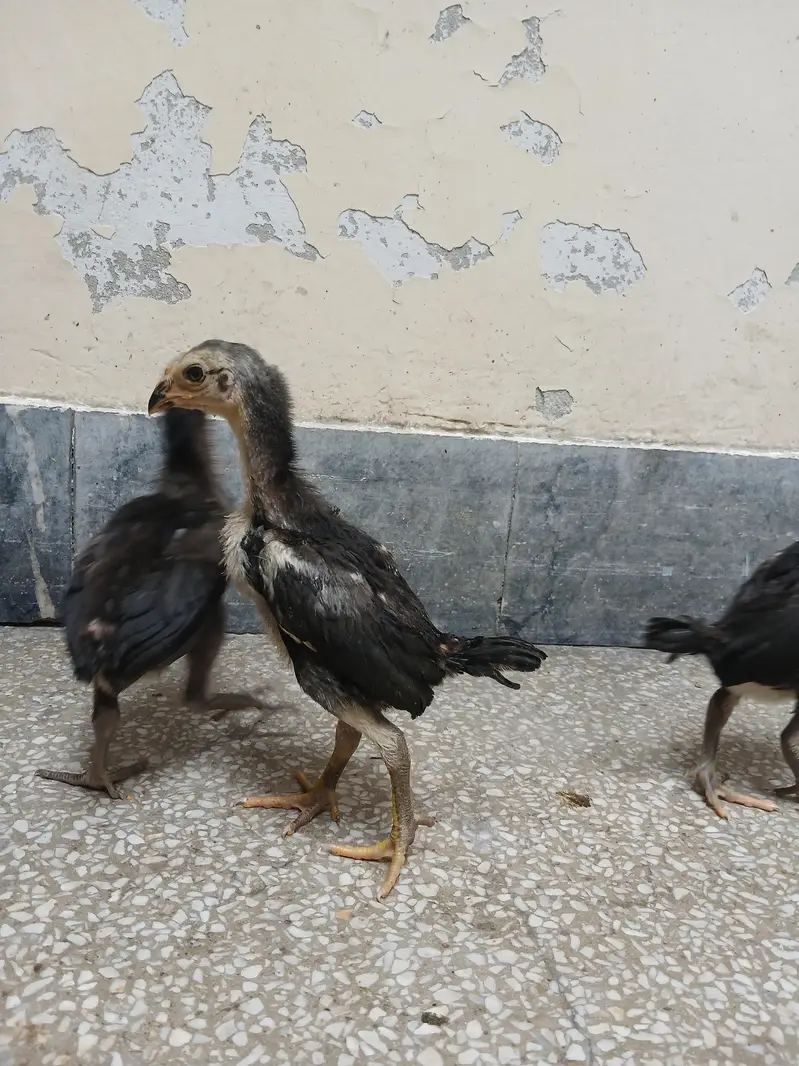 thai pkoy chicks — photo 11