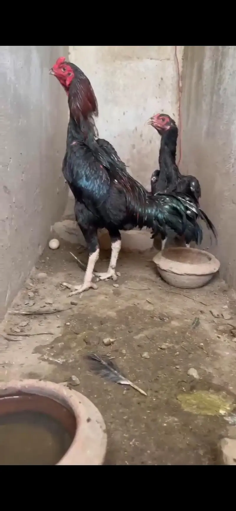thai pkoy chicks — photo 12