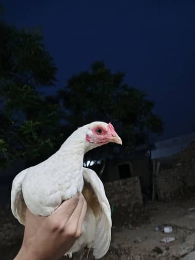 Paper White Aseel