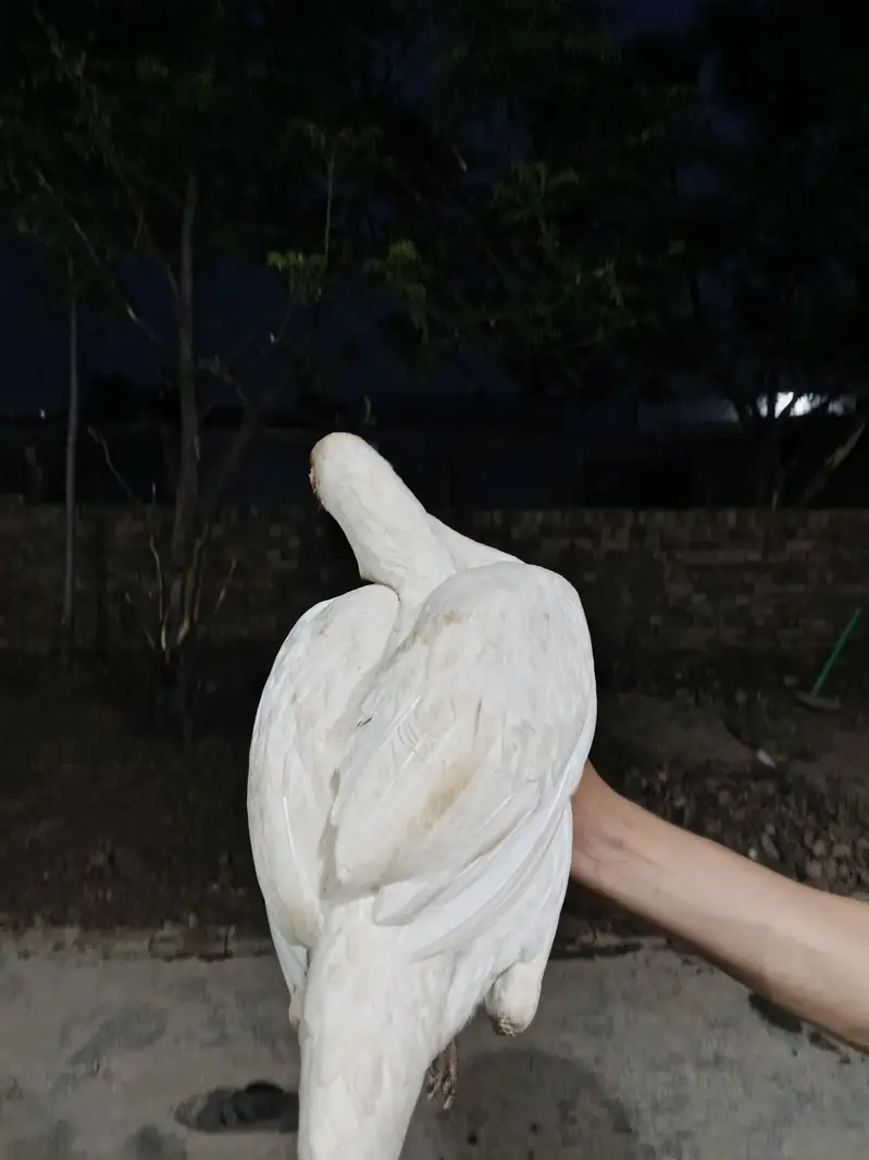 Paper White Aseel — photo 2