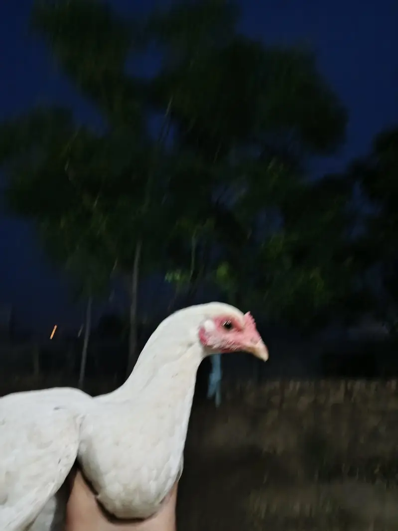 Paper White Aseel — photo 3