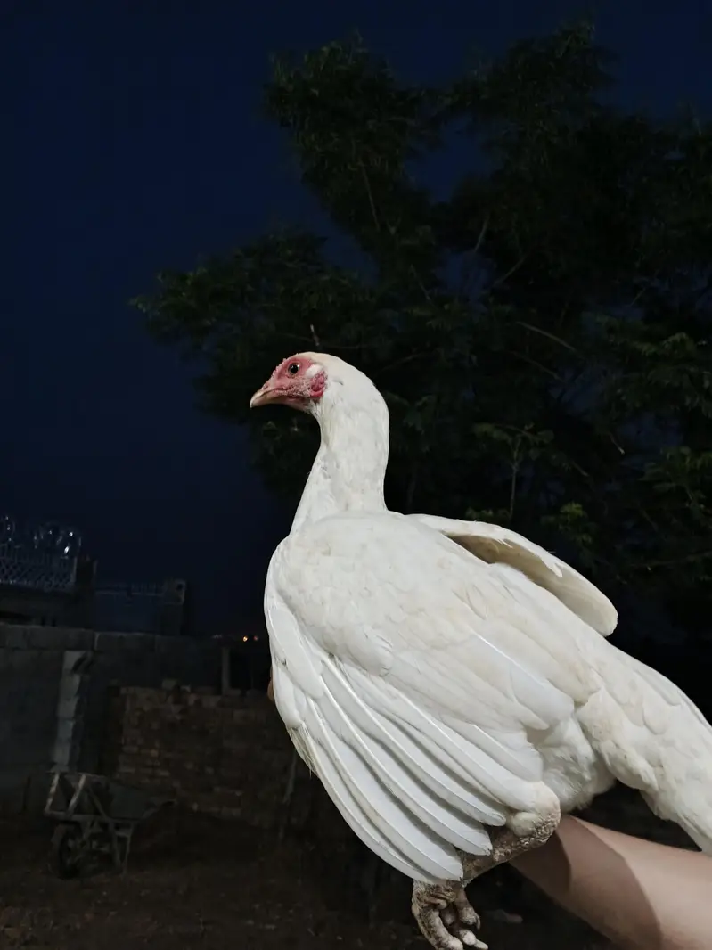 Paper White Aseel — photo 4