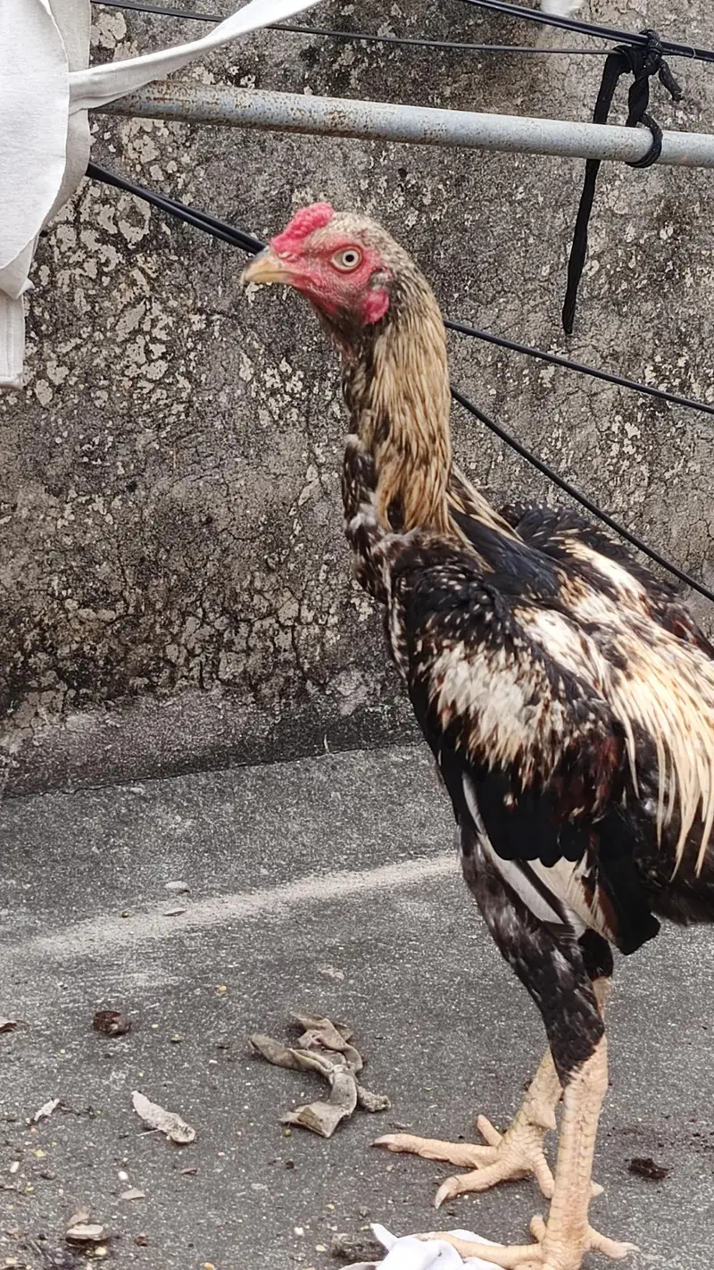 yah mewali nasl hai — photo 2