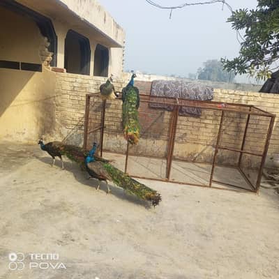olx pr sab sy sasty mor female bredar hn