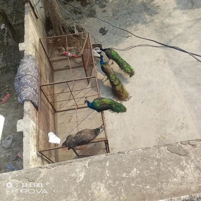 olx pr sab sy sasty mor female bredar hn — photo 2