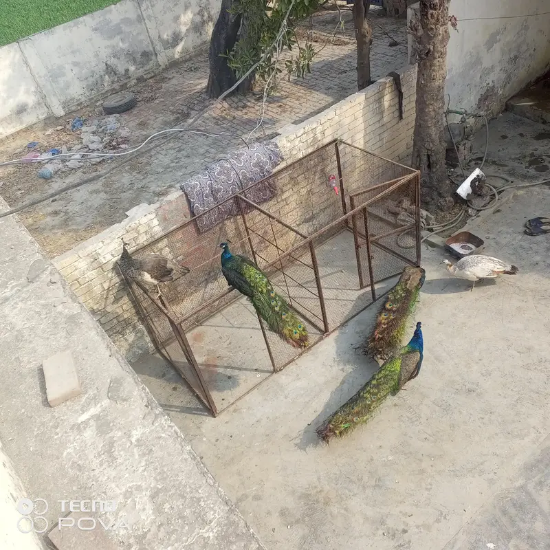 olx pr sab sy sasty mor female bredar hn — photo 3
