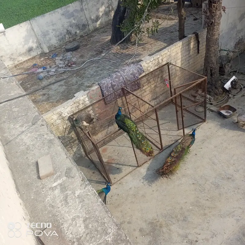 olx pr sab sy sasty mor female bredar hn — photo 4