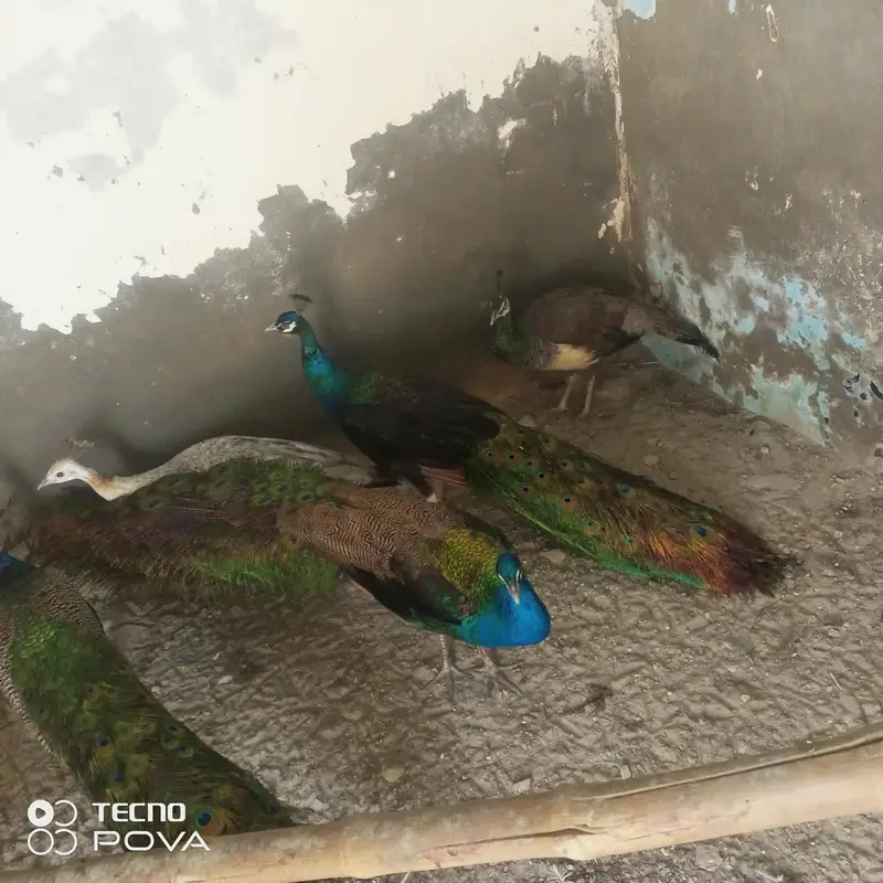 olx pr sab sy sasty mor female bredar hn — photo 6