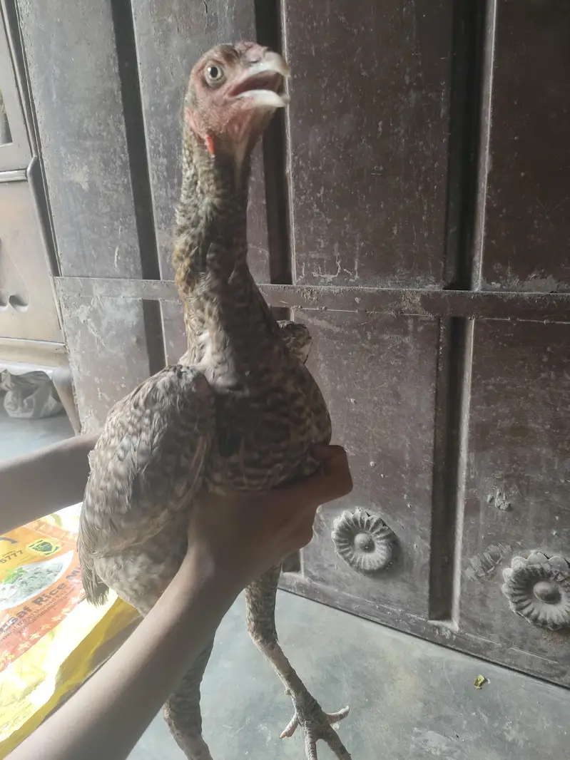 healthy aseel two pure hen and lay egg — photo 7