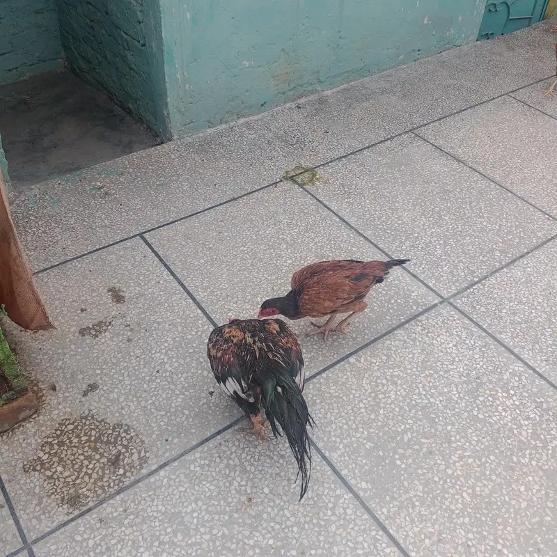 Pure Aseel pair — photo 2
