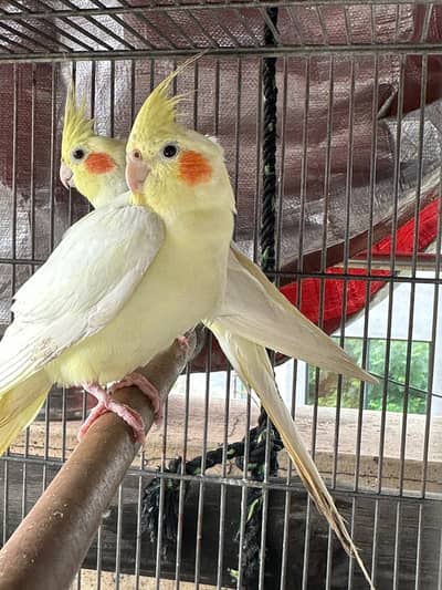 Lutino Cockatiel Fully Bonded Ready to Breed Pair