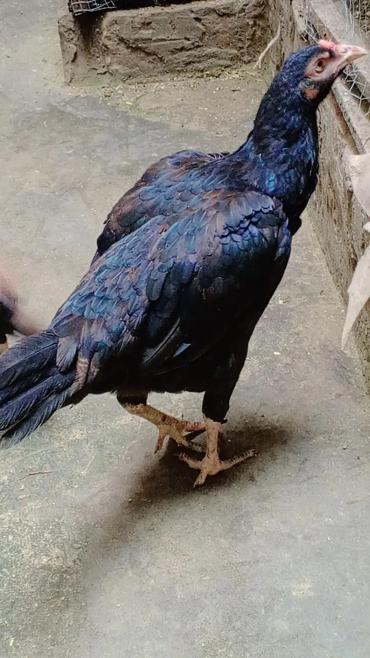 Aseel pair — photo 2