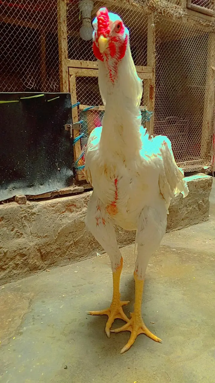Aseel pair — photo 5