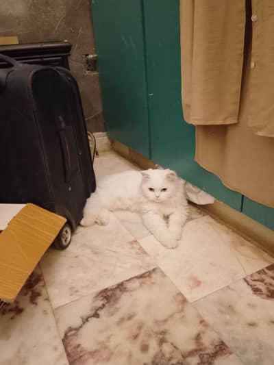 cat for sale
