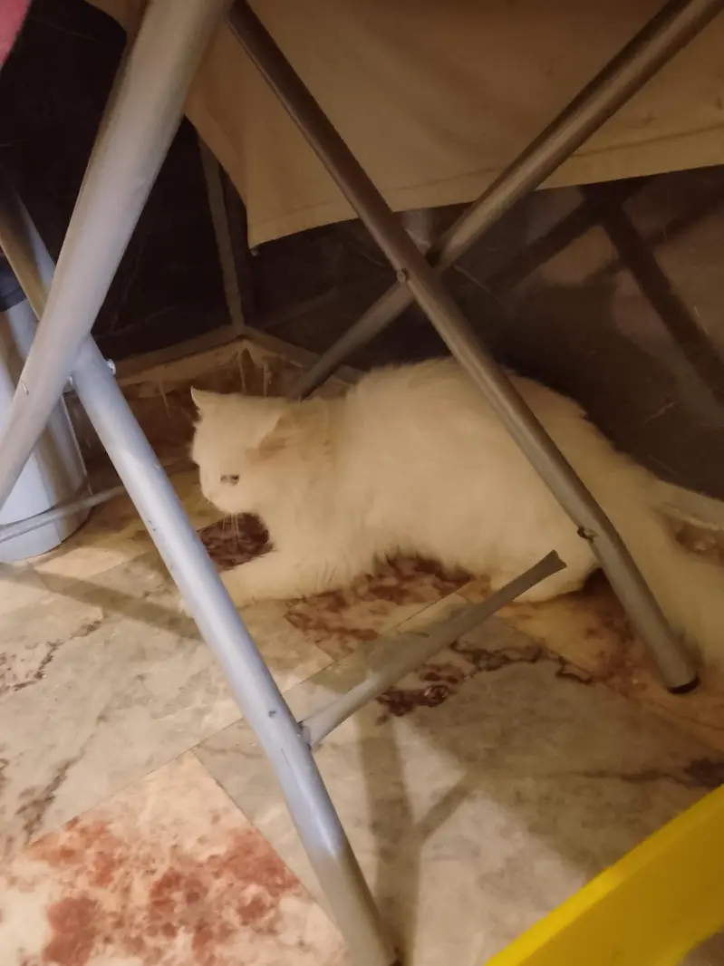 cat for sale — photo 2