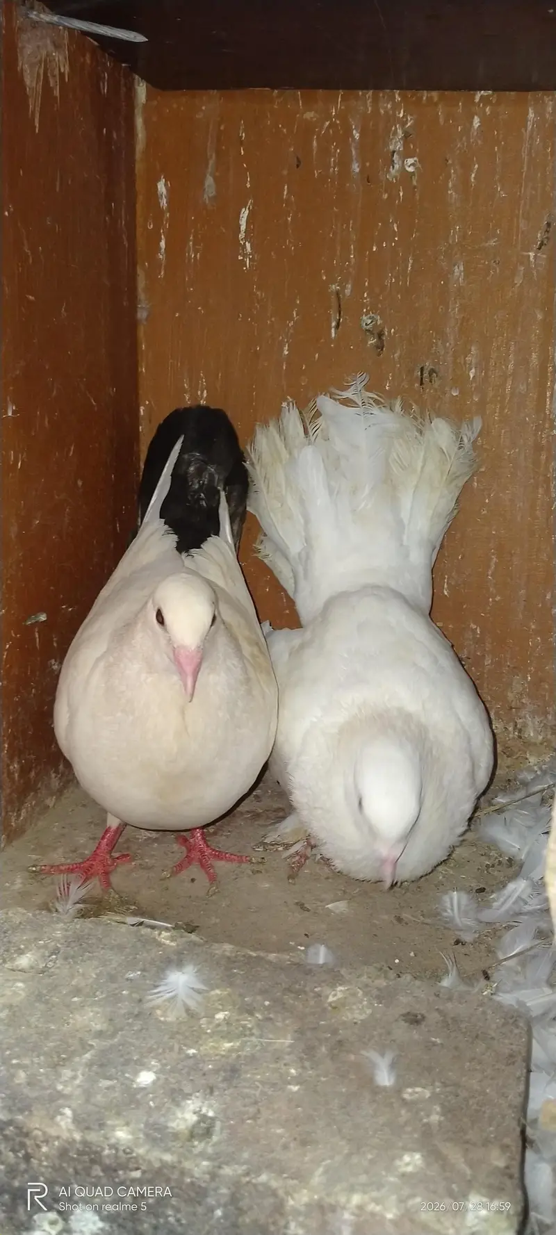 mukhi 1200 — photo 8