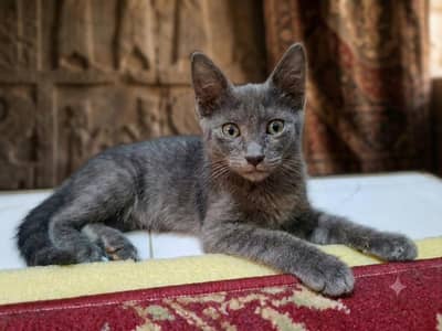 Cat for sale
