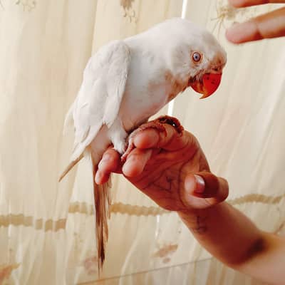 ​Young,hand-tamed Albino male parrot