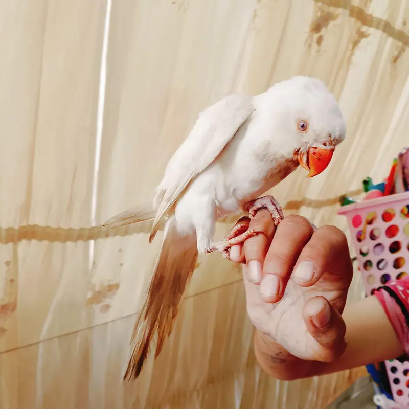 ​Young,hand-tamed Albino male parrot — photo 2